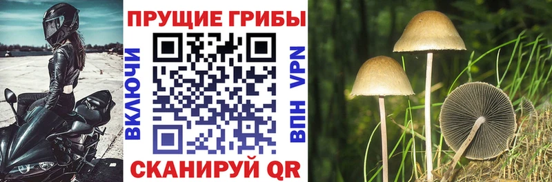 Галлюциногенные грибы ЛСД  Купить где  Шумиха 